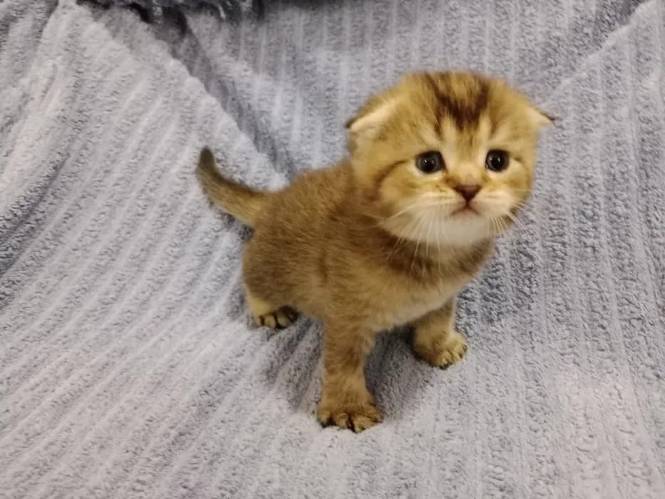 Шотландские котята мальчики image 1