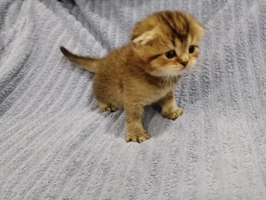 Шотландские котята мальчики image 2