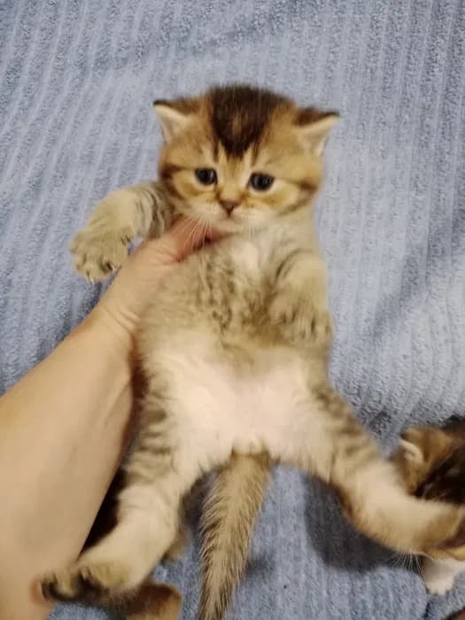Шотландские котята мальчики image 3