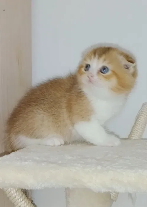 Шотландские котята мальчики image 4